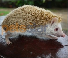 Hedgehog